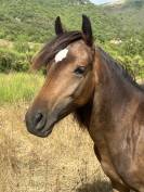 Pouliche Connemara part-bred 1 an