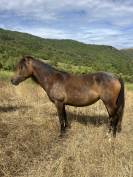 Pouliche Connemara part-bred 1 an