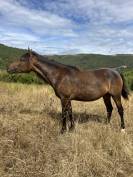 Pouliche Connemara part-bred 1 an