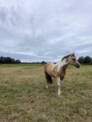 Hongre 3 ans Paint Horse Buckskin Tobiano