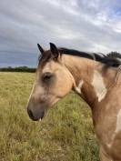 Hongre 3 ans Paint Horse Buckskin Tobiano