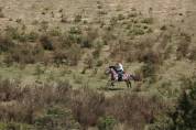 Hongre 4 ans polyvalent
