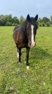 Hektor, poney de 5 ans