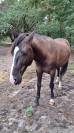 Hektor, poney de 5 ans