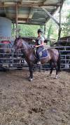 Hektor, poney de 5 ans