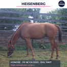 HEISENBERG - PS - 5 ANS
