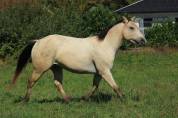 Appaloosa mare Tikki - reliable trail companion