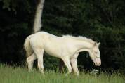 Few Spot Appaloosa Filly – Top Broodmare Potential 