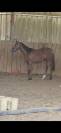 Yearling CSO/CCE