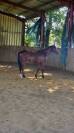 Yearling CSO/CCE