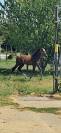 Foal d'avenir CSO