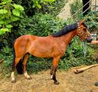 Poney NF 5ans