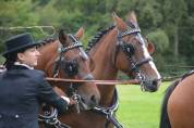 Poney NF 5ans
