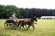 Poney NF 5ans