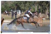 Elégante jument SF de 5 ans CCE/dressage