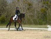 Elégante jument SF de 5 ans CCE/dressage