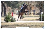 Elégante jument SF de 5 ans CCE/dressage