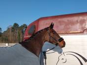 Elégante jument SF de 5 ans CCE/dressage