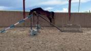 Hongre de 4 ans par Grandorado TN