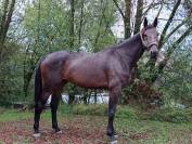 Castrone sBs Cavallo da Sport Belgio In vendita 2021 Baio ,  Grandorado TN