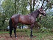Castrone sBs Cavallo da Sport Belgio In vendita 2021 Baio ,  Grandorado TN