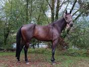 Castrone sBs Cavallo da Sport Belgio In vendita 2021 Baio ,  Grandorado TN