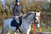 Hongre PSL Pur Sang Lusitanien– 1m63 – 2011