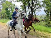 Hongre PSL Pur Sang Lusitanien– 1m63 – 2011