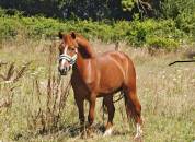 Ponette 6 ans