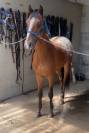 Poney ONC 