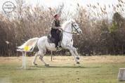 Cheval Camargue pp hongre 6 ans 