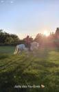 Cheval Camargue pp hongre 6 ans 
