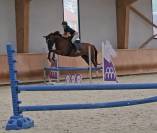 Jument 4 ans KWPN - LEVI VLD X KENNEDY