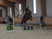 Jument 4 ans KWPN - LEVI VLD X KENNEDY