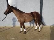 Jument 4 ans KWPN - LEVI VLD X KENNEDY