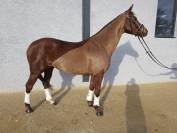 Jument 4 ans KWPN - LEVI VLD X KENNEDY