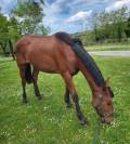 Pouliche 2 ans trotteur PP