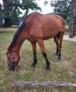 Pouliche 2 ans trotteur PP