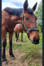 Pouliche 2 ans trotteur PP