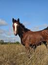 Superbe pouliche SF