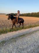 Magnifique jument PRE 6 ans 