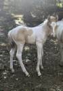 ChaniE de l’Ouvèze – champagne tobiano dun