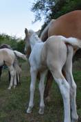 ChaniE de l’Ouvèze – champagne tobiano dun