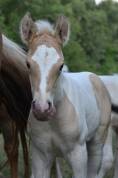 ChaniE de l’Ouvèze – champagne tobiano dun
