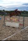 Hongre sport PP AES 