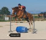 Hongre sport PP AES 
