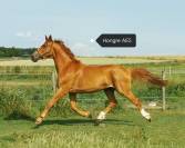 Hongre sport PP AES 