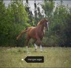 Hongre aqps 
