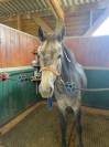 Poney Connemara PP 4 ans 