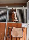 Cheval de sport 